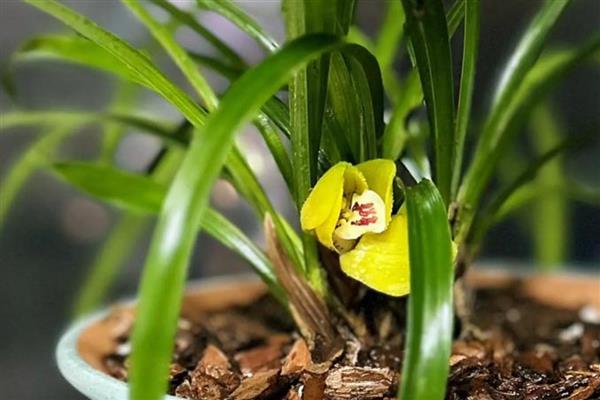 兰花为什么会空根，缺水、营养不足、土壤不透气都会造成