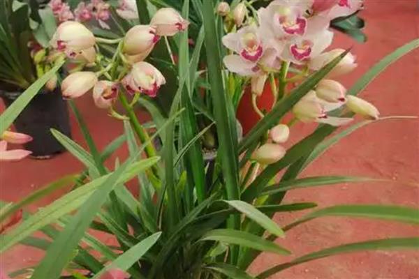 兰花为什么会空根，缺水、营养不足、土壤不透气都会造成