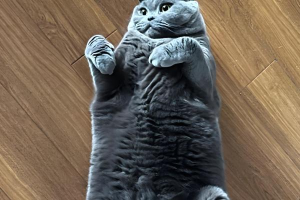 宠物太胖的坏处,容易引起心脏负担、引发肺部疾病等