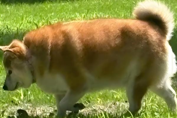 宠物太胖的坏处,容易引起心脏负担、引发肺部疾病等