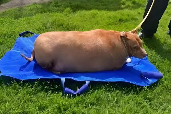 宠物太胖的坏处,容易引起心脏负担、引发肺部疾病等