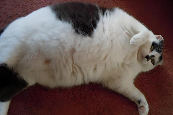 宠物太胖的坏处,容易引起心脏负担、引发肺部疾病等