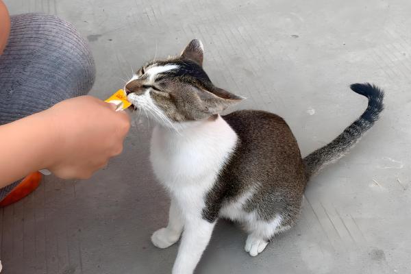 宠物太胖的坏处,容易引起心脏负担、引发肺部疾病等