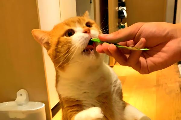 宠物太胖的坏处,容易引起心脏负担、引发肺部疾病等