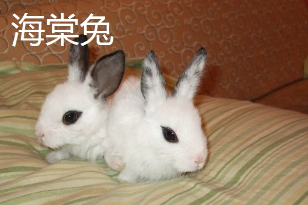 大型兔子有什么品种，海棠兔、法种垂耳兔等品种的体型较大