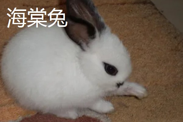 大型兔子有什么品种，海棠兔、法种垂耳兔等品种的体型较大