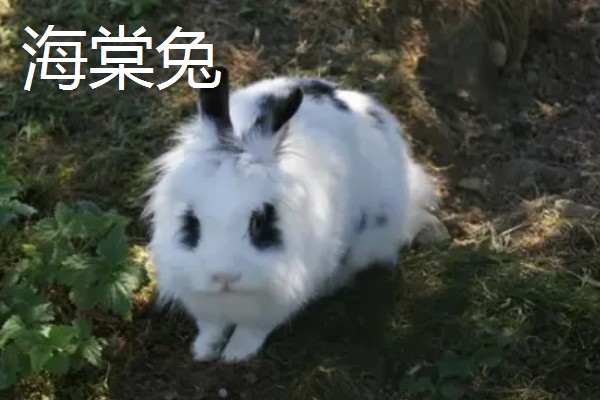 大型兔子有什么品种，海棠兔、法种垂耳兔等品种的体型较大