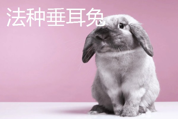 大型兔子有什么品种，海棠兔、法种垂耳兔等品种的体型较大