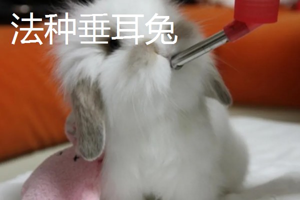 大型兔子有什么品种，海棠兔、法种垂耳兔等品种的体型较大