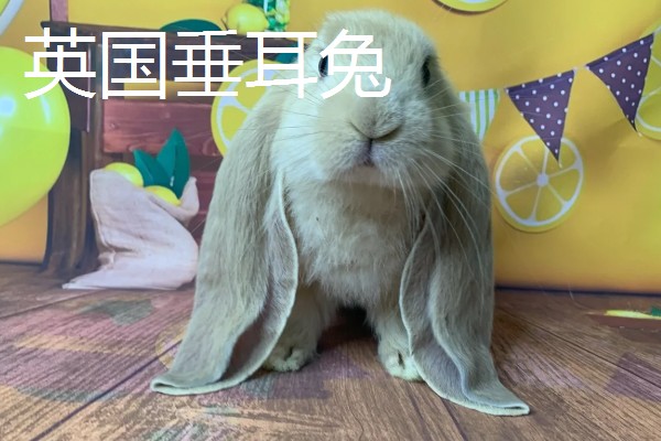 大型兔子有什么品种，海棠兔、法种垂耳兔等品种的体型较大