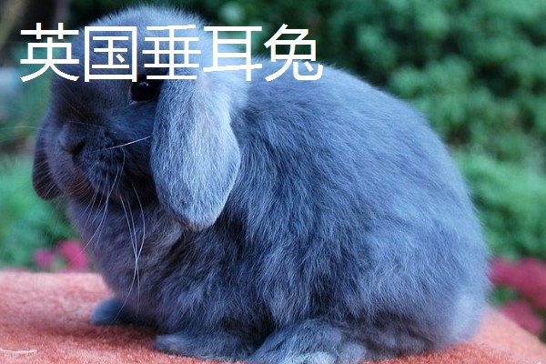 大型兔子有什么品种，海棠兔、法种垂耳兔等品种的体型较大