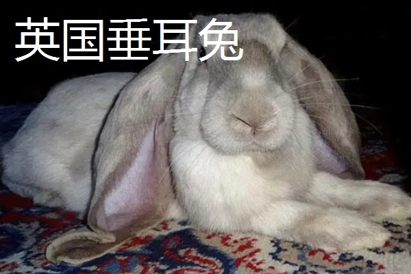 大型兔子有什么品种，海棠兔、法种垂耳兔等品种的体型较大