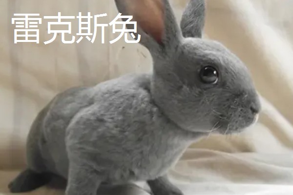 大型兔子有什么品种，海棠兔、法种垂耳兔等品种的体型较大