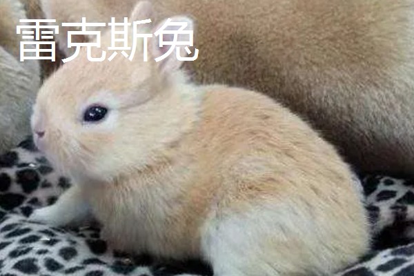 大型兔子有什么品种，海棠兔、法种垂耳兔等品种的体型较大