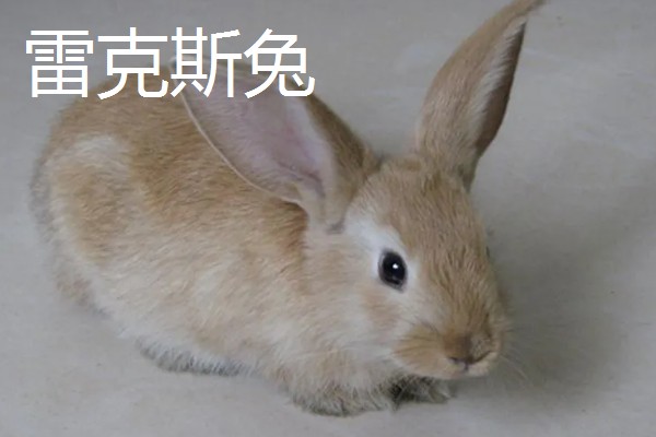 大型兔子有什么品种，海棠兔、法种垂耳兔等品种的体型较大