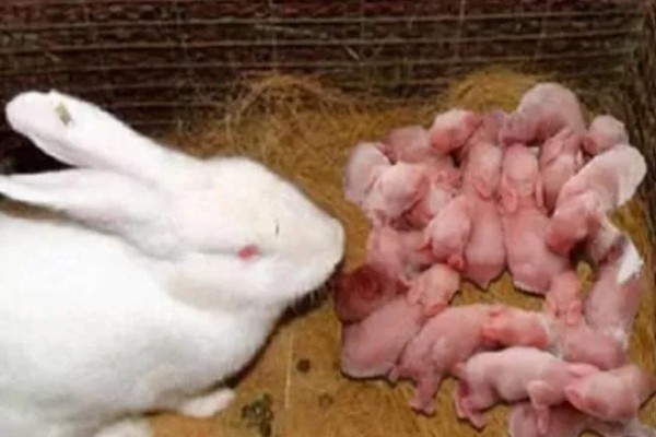 大型兔子有什么品种，海棠兔、法种垂耳兔等品种的体型较大