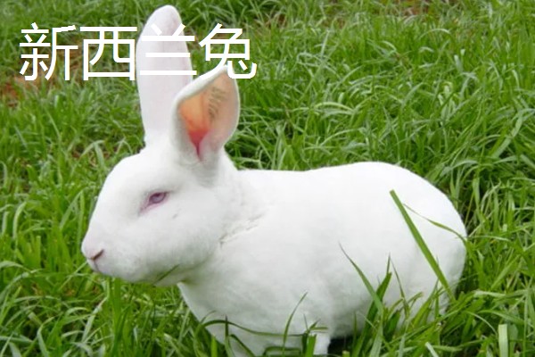 大型兔子有什么品种，海棠兔、法种垂耳兔等品种的体型较大