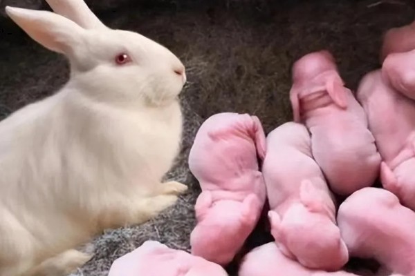 大型兔子有什么品种，海棠兔、法种垂耳兔等品种的体型较大