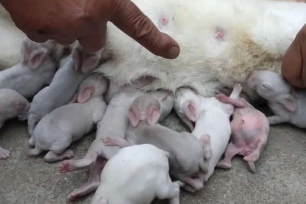 大型兔子有什么品种，海棠兔、法种垂耳兔等品种的体型较大