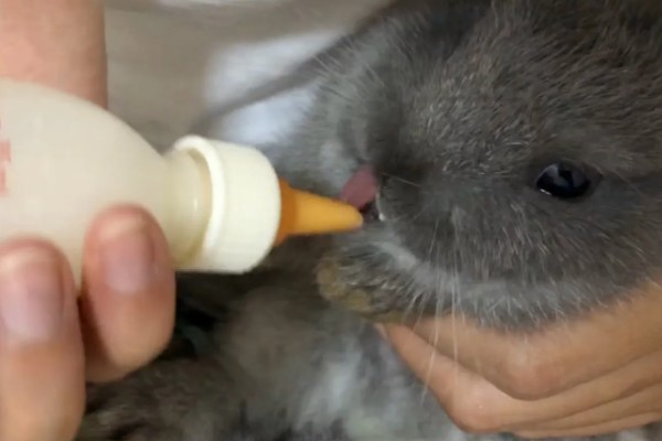 大型兔子有什么品种，海棠兔、法种垂耳兔等品种的体型较大