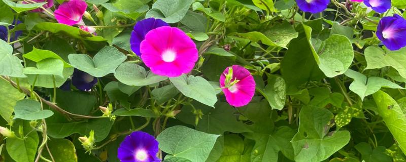 花的形状，主要有以下6种