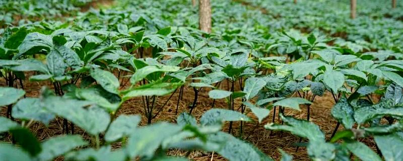 什么是三七，高可达60厘米