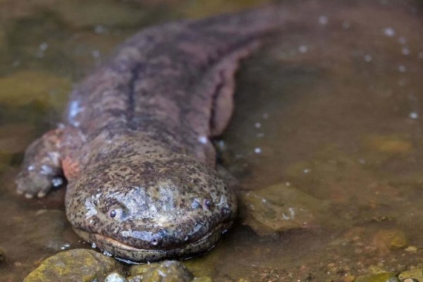 娃娃鱼的分布范围,广泛分布于河北、河南、山西等地