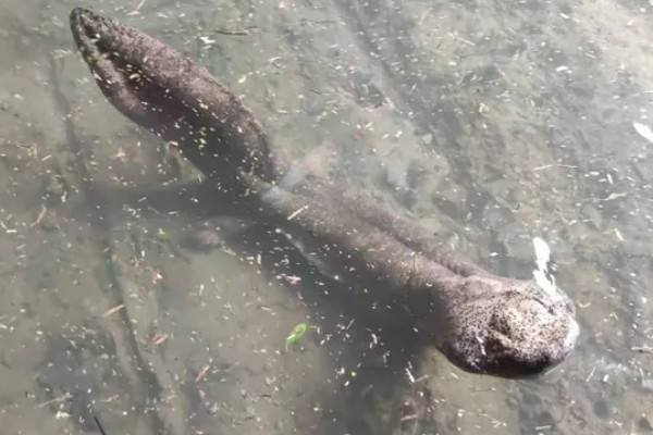 娃娃鱼的分布范围,广泛分布于河北、河南、山西等地