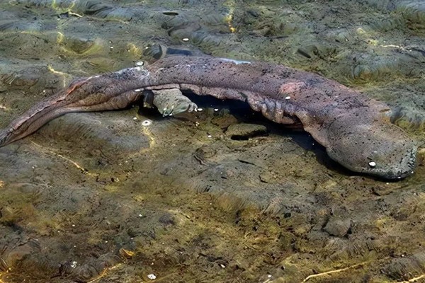 娃娃鱼的分布范围,广泛分布于河北、河南、山西等地