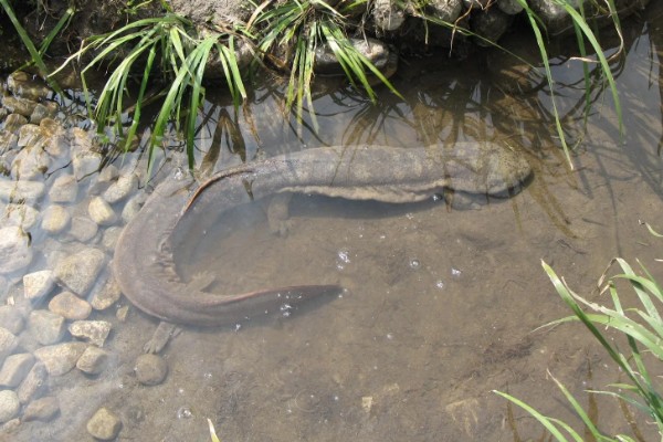 娃娃鱼的分布范围,广泛分布于河北、河南、山西等地