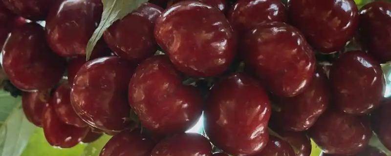 美早大樱桃的授粉树是哪种，早大果、萨米脱樱桃树是最佳选择