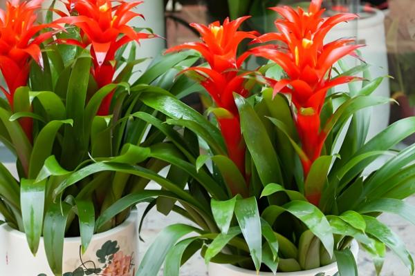 家养鸿运当头有没有毒，属于无毒植物但也不具备备净化空气的能力