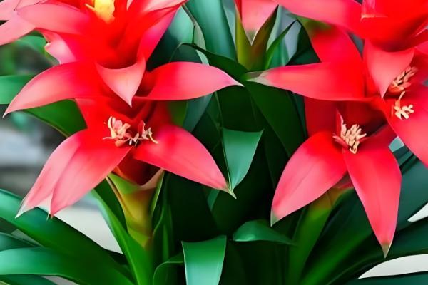 家养鸿运当头有没有毒，属于无毒植物但也不具备备净化空气的能力