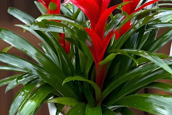 家养鸿运当头有没有毒，属于无毒植物但也不具备备净化空气的能力