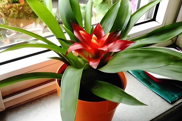 家养鸿运当头有没有毒，属于无毒植物但也不具备备净化空气的能力