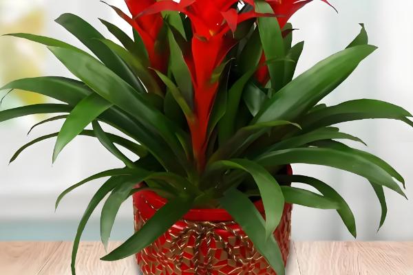 家养鸿运当头有没有毒，属于无毒植物但也不具备备净化空气的能力