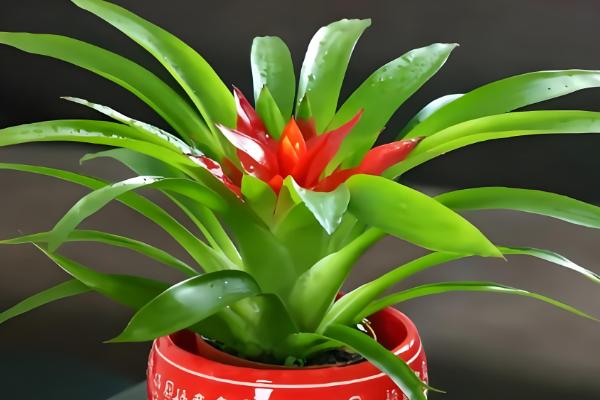 家养鸿运当头有没有毒，属于无毒植物但也不具备备净化空气的能力