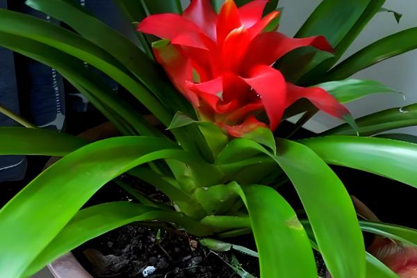 家养鸿运当头有没有毒，属于无毒植物但也不具备备净化空气的能力