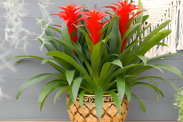 家养鸿运当头有没有毒，属于无毒植物但也不具备备净化空气的能力