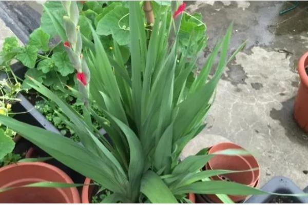 唐菖蒲种球的栽培时间，春秋季节有利于种球发芽