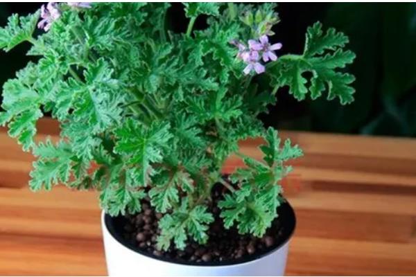 驱蚊草的耐寒温度,可以忍耐0℃的低温