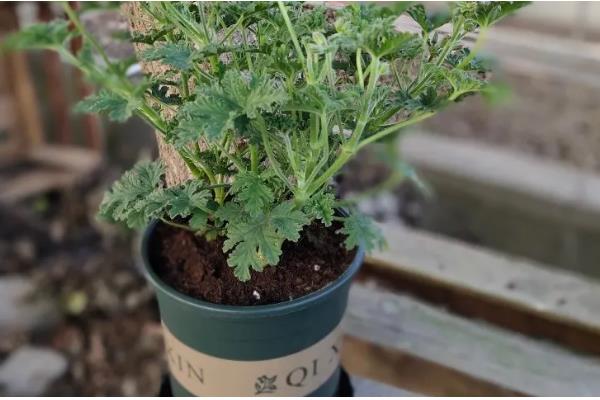 驱蚊草的耐寒温度,可以忍耐0℃的低温