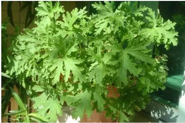 驱蚊草的耐寒温度,可以忍耐0℃的低温