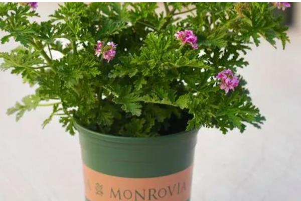 驱蚊草的耐寒温度,可以忍耐0℃的低温