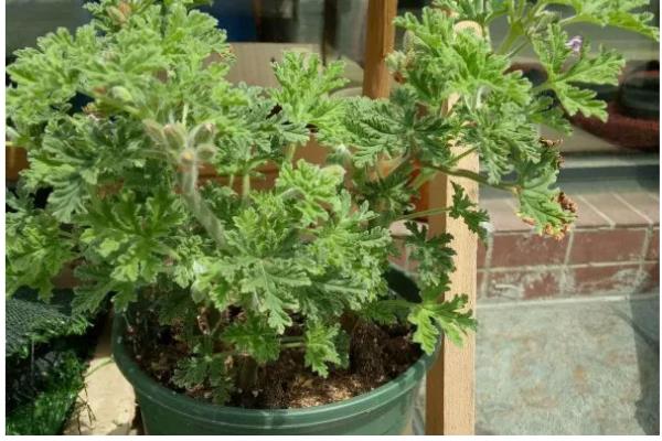 驱蚊草的耐寒温度,可以忍耐0℃的低温