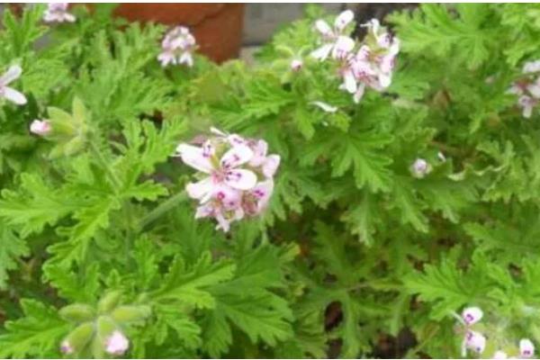 驱蚊草的耐寒温度,可以忍耐0℃的低温