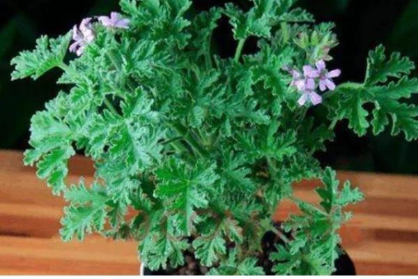 驱蚊草的耐寒温度,可以忍耐0℃的低温