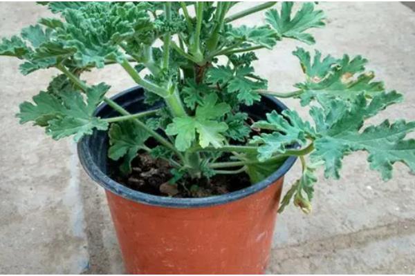 驱蚊草的耐寒温度,可以忍耐0℃的低温