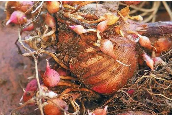 唐菖蒲种球的栽培时间，春秋季节有利于种球发芽