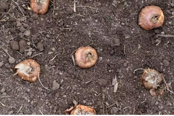 唐菖蒲种球的栽培时间，春秋季节有利于种球发芽